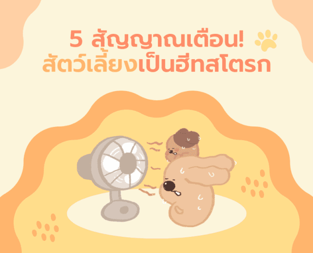 โรคฮีทสโตรกในสุนัข ฮีทสโตรก สุนัข ปฐมพยาบาล แมวร้อน